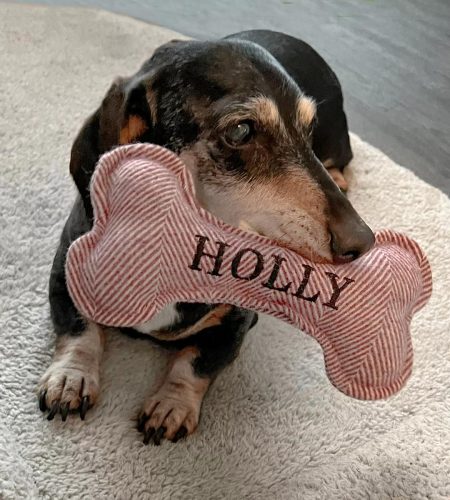 70h0519-squeaky-dog-toy-lifestyle-extra-3-medium-4.jpg